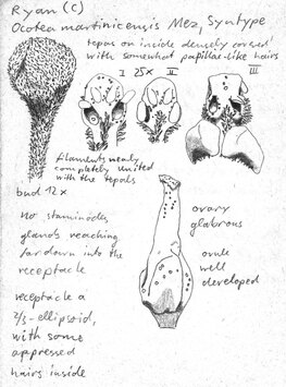 Vorschaubild Ocotea martinicensis Mez